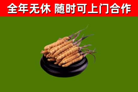 新乡回收冬虫夏草